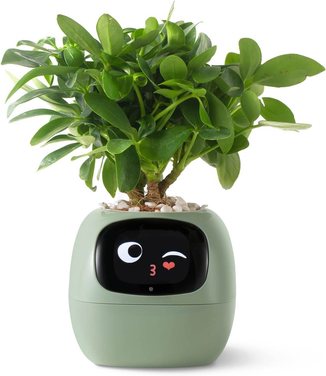 Ivy Smart Planter / 24-Hour Monitoring / Battery Powered / App Control / Green